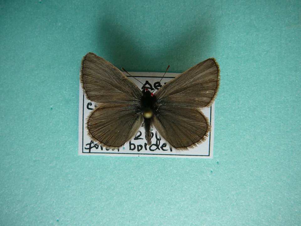Aricia agestis (extreme aberantion, Cristesi, Iasi county, Romania, 6-2010) [Internet image property of respective owner, non commercial use only]